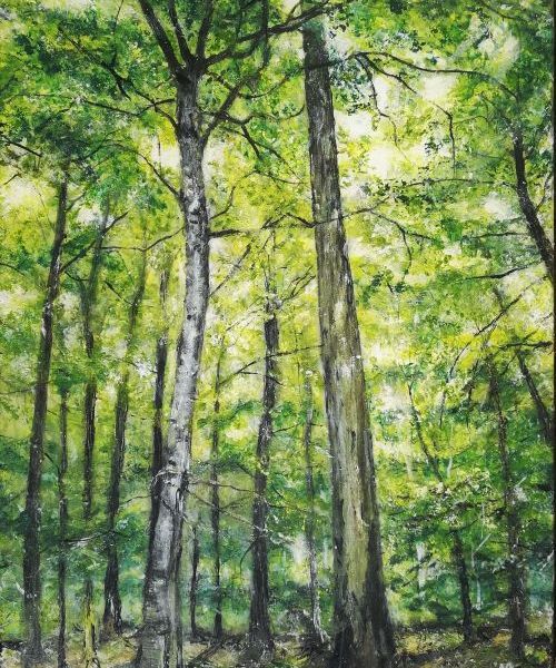 Wald_Fruehjahreswald39